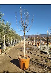 Magnolia X Soul. Susan C35 Lit. Na Steblu 100 cm; 8/10 cm (ZEL)