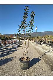 Malus Red Sentinel C35 Lit. 175-200 cm (ZEL)