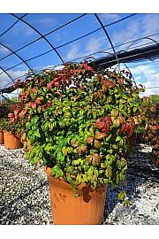 Nandina Dom. Fire Power C30 Lit. 40-60 cm (ZEL)