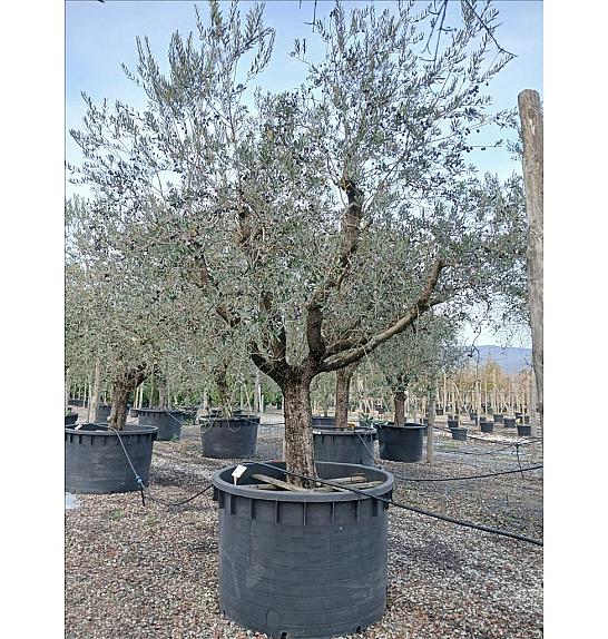Olea Europea In Cvs C1000 Lit. Na Steblu 100 cm; 70/80 cm (ZEL)
