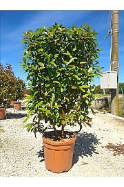 Photinia Serr. Corallo C30 Lit. 80-100 cm; Špalir (ZEL)