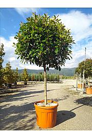 Photinia Serr. Corallo C70 Lit. Na Steblu 100 cm; 12/14 cm (ZEL)