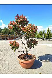 Photinia Serr. Corallo C80 Lit. 150-175 cm; Pon Pon (ZEL)