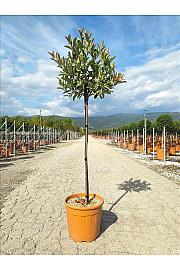 Photinia Serr. Louise C18 Lit. Na Steblu 100 cm; Krošnja 30/40 cm (ZEL)