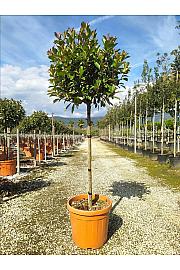 Photinia Serr. Louise C30 Lit. Na Steblu 100 cm; 8/10 cm (ZEL)