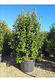 Photinia Serr. Red Robin C205 Lit. 250-300 cm (ZEL)