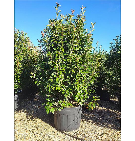 Photinia Serr. Red Robin C205 Lit. 250-300 cm (ZEL)