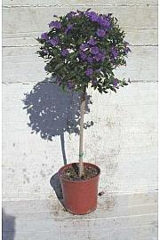 Solanum rantonetti Ø18 Na Steblu 30 cm