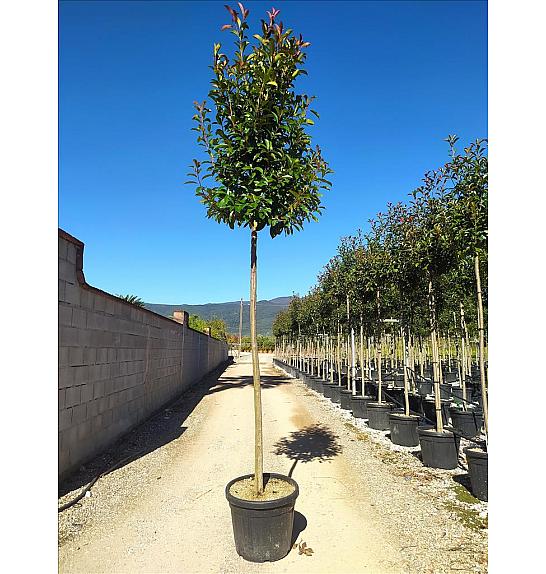 Photinia Serr. Red Robin C35 Lit. Na Steblu 200 cm; 10/12 cm (ZEL)