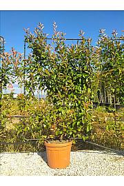 Photinia Serr. Red Robin C45 Lit. 175-200 cm; Špalir (ZEL)