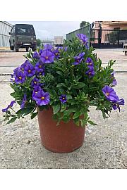 Solanum rantonetti Ø18