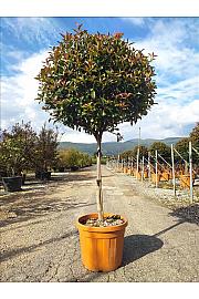 Photinia Serr. Red Robin Compatta C55 Lit. Na Steblu 100 cm; 10/12 cm (ZEL)