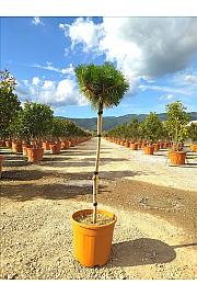 Pinus Nigra Brepo (R) C18 Lit. Na Steblu 100 cm (ZEL)