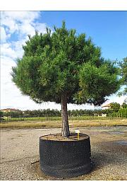 Pinus Nigra Nigra C500 Lit. Na Steblu 100 cm; 60/70 cm; Krošnja 250/300 cm (ZEL)