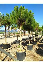 Pinus Pinea C110 Lit. Na Steblu 200 cm; 18/20 cm (ZEL)