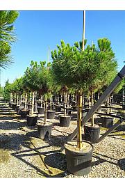 Pinus Pinea C70 Lit. Na Steblu 200 cm; 16/18 cm (ZEL)