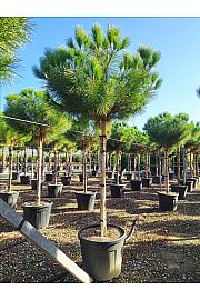 Pinus Pinea C90 Lit. Na Steblu 200 cm; 20/25 cm; 250-300 cm (ZEL)