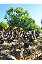 Pinus Pinea C90 Lit. Na Steblu 200 cm; 20/25 cm; 200-250 cm (ZEL)