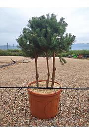 Pinus Sylvestris C130 Lit. 125-150 cm (ZEL)