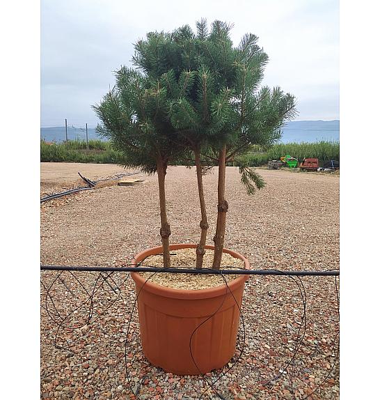 Pinus Sylvestris C130 Lit. 125-150 cm (ZEL)