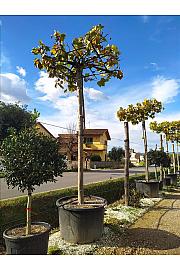 Platanus X Acerifolia C500 Lit. Na Steblu 200 cm; 35/40 cm (ZEL)