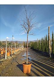 Prunus Subh. Autumnalis Rosea C25 Lit. Na Steblu 100 cm cm; 10/12 cm (ZEL)