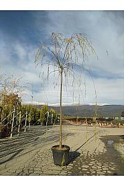 Salix Babylonica C40 Lit. Na Steblu 200 cm; 12/14 cm (ZEL)