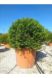 Taxus Baccata C90 Lit. Krošnja 90/100 cm Krogla (ZEL)