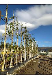 Wisteria Lavander Lace C90 Lit. 500-600 cm (ZEL)