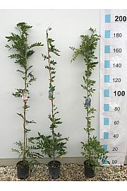 Wisteria Spp. In Cvs  C3 Lit. 175-200 cm (ZEL)