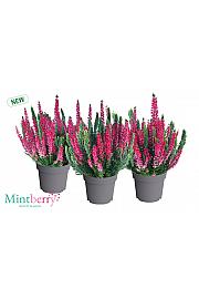 Calluna Beauty Ladies Mint Berry Ø 12