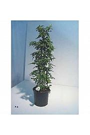 Solanum jasminoides Ø18 piramida