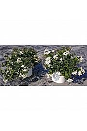 Solanum jasminoides Ø18