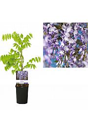 Wisteria sinensis Prolific C1 Lit. 20-30 cm