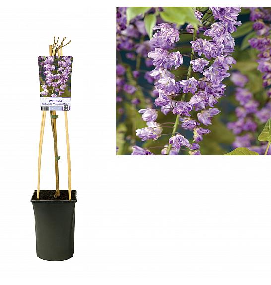 Wisteria floribunda Violacea Plena C2,5 Lit. 40-60 cm