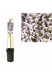 Wisteria floribunda Rosea C2,5 Lit. 40-60 cm