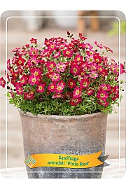 Saxifraga arendsii Pixie Red Ø11