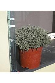 Santolina chamaecyparissus Ø18