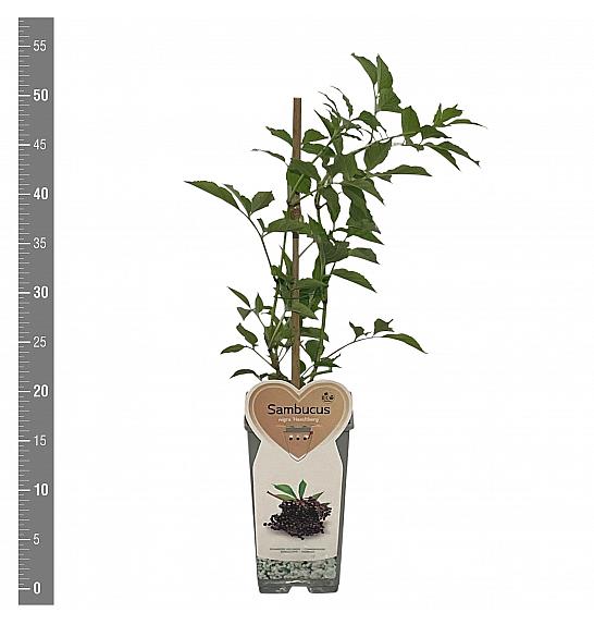 Sambucus nigra Haschberg C2 Lit. 30-40 cm