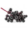 Sambucus nigra Haschberg C2 Lit. 40-60 cm