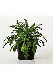 Rucola Eruca vesicaria Ø14