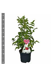 Rubus illecebrosus Asterix C3 Lit. 30-40 cm