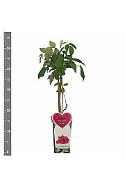 Rubus idaeus Tulameen C2 Lit. 30-40 cm