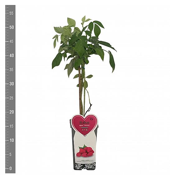 Rubus idaeus Tulameen C2 Lit. 30-40 cm