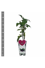 Rubus idaeus Glen Coe C2 Lit. 30-40 cm