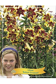 Lilium Robert Swanson Ø11