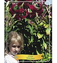 Lilium Miss Feya Ø11