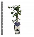 Rubus fruticosus Loch Ness C2 Lit. 30-40 cm