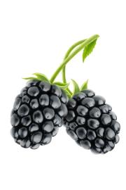Rubus fruticosus Navaho C2 Lit. 40-60 cm