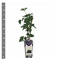 Rubus fruticosus Navaho C2 Lit. 30-40 cm